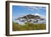 Acacia tree in Abijatta-Shalla Lakes National Park, Ethiopia-Keren Su-Framed Photographic Print