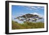 Acacia tree in Abijatta-Shalla Lakes National Park, Ethiopia-Keren Su-Framed Photographic Print