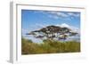 Acacia tree in Abijatta-Shalla Lakes National Park, Ethiopia-Keren Su-Framed Photographic Print