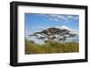 Acacia tree in Abijatta-Shalla Lakes National Park, Ethiopia-Keren Su-Framed Photographic Print