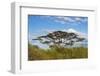 Acacia tree in Abijatta-Shalla Lakes National Park, Ethiopia-Keren Su-Framed Photographic Print