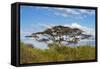 Acacia tree in Abijatta-Shalla Lakes National Park, Ethiopia-Keren Su-Framed Stretched Canvas