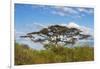 Acacia tree in Abijatta-Shalla Lakes National Park, Ethiopia-Keren Su-Framed Photographic Print