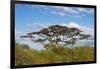 Acacia tree in Abijatta-Shalla Lakes National Park, Ethiopia-Keren Su-Framed Photographic Print