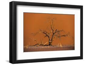 Acacia Tree in Front of Dune 45 in the Namib Desert at Sunset, Sossusvlei, Namib-Naukluft Park-Alex Treadway-Framed Photographic Print