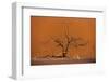 Acacia Tree in Front of Dune 45 in the Namib Desert at Sunset, Sossusvlei, Namib-Naukluft Park-Alex Treadway-Framed Photographic Print