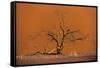 Acacia Tree in Front of Dune 45 in the Namib Desert at Sunset, Sossusvlei, Namib-Naukluft Park-Alex Treadway-Framed Stretched Canvas