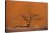 Acacia Tree in Front of Dune 45 in the Namib Desert at Sunset, Sossusvlei, Namib-Naukluft Park-Alex Treadway-Stretched Canvas