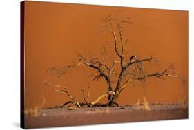 Acacia Tree in Front of Dune 45 in the Namib Desert at Sunset, Sossusvlei, Namib-Naukluft Park-Alex Treadway-Stretched Canvas