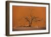 Acacia Tree in Front of Dune 45 in the Namib Desert at Sunset, Sossusvlei, Namib-Naukluft Park-Alex Treadway-Framed Photographic Print