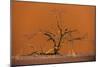 Acacia Tree in Front of Dune 45 in the Namib Desert at Sunset, Sossusvlei, Namib-Naukluft Park-Alex Treadway-Mounted Photographic Print