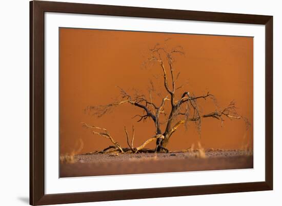 Acacia Tree in Front of Dune 45 in the Namib Desert at Sunset, Sossusvlei, Namib-Naukluft Park-Alex Treadway-Framed Photographic Print