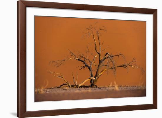 Acacia Tree in Front of Dune 45 in the Namib Desert at Sunset, Sossusvlei, Namib-Naukluft Park-Alex Treadway-Framed Photographic Print