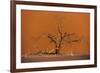 Acacia Tree in Front of Dune 45 in the Namib Desert at Sunset, Sossusvlei, Namib-Naukluft Park-Alex Treadway-Framed Photographic Print