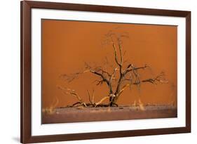 Acacia Tree in Front of Dune 45 in the Namib Desert at Sunset, Sossusvlei, Namib-Naukluft Park-Alex Treadway-Framed Photographic Print