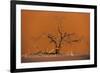 Acacia Tree in Front of Dune 45 in the Namib Desert at Sunset, Sossusvlei, Namib-Naukluft Park-Alex Treadway-Framed Photographic Print