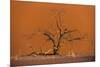 Acacia Tree in Front of Dune 45 in the Namib Desert at Sunset, Sossusvlei, Namib-Naukluft Park-Alex Treadway-Mounted Photographic Print