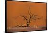 Acacia Tree in Front of Dune 45 in the Namib Desert at Sunset, Sossusvlei, Namib-Naukluft Park-Alex Treadway-Framed Stretched Canvas