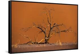 Acacia Tree in Front of Dune 45 in the Namib Desert at Sunset, Sossusvlei, Namib-Naukluft Park-Alex Treadway-Framed Stretched Canvas