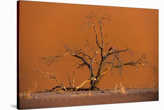 Acacia Tree in Front of Dune 45 in the Namib Desert at Sunset, Sossusvlei, Namib-Naukluft Park-Alex Treadway-Stretched Canvas