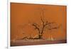 Acacia Tree in Front of Dune 45 in the Namib Desert at Sunset, Sossusvlei, Namib-Naukluft Park-Alex Treadway-Framed Photographic Print