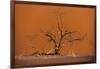 Acacia Tree in Front of Dune 45 in the Namib Desert at Sunset, Sossusvlei, Namib-Naukluft Park-Alex Treadway-Framed Photographic Print