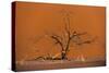 Acacia Tree in Front of Dune 45 in the Namib Desert at Sunset, Sossusvlei, Namib-Naukluft Park-Alex Treadway-Stretched Canvas