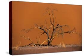 Acacia Tree in Front of Dune 45 in the Namib Desert at Sunset, Sossusvlei, Namib-Naukluft Park-Alex Treadway-Stretched Canvas