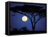 Acacia Tree in Moonlight, Tarangire, Tanzania-Marilyn Parver-Framed Stretched Canvas