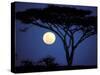 Acacia Tree in Moonlight, Tarangire, Tanzania-Marilyn Parver-Stretched Canvas