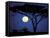 Acacia Tree in Moonlight, Tarangire, Tanzania-Marilyn Parver-Framed Stretched Canvas