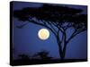 Acacia Tree in Moonlight, Tarangire, Tanzania-Marilyn Parver-Stretched Canvas