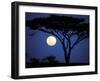 Acacia Tree in Moonlight, Tarangire, Tanzania-Marilyn Parver-Framed Photographic Print