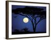 Acacia Tree in Moonlight, Tarangire, Tanzania-Marilyn Parver-Framed Photographic Print