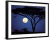 Acacia Tree in Moonlight, Tarangire, Tanzania-Marilyn Parver-Framed Photographic Print