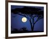 Acacia Tree in Moonlight, Tarangire, Tanzania-Marilyn Parver-Framed Photographic Print