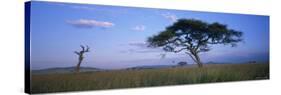 Acacia Tree in Serengeti National Park, Tanzania-null-Stretched Canvas