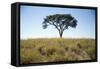 Acacia Tree, Makgadikgadi Pan, Botswana-Paul Souders-Framed Stretched Canvas