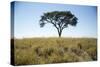 Acacia Tree, Makgadikgadi Pan, Botswana-Paul Souders-Stretched Canvas