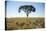 Acacia Tree, Makgadikgadi Pan, Botswana-Paul Souders-Stretched Canvas