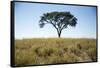 Acacia Tree, Makgadikgadi Pan, Botswana-Paul Souders-Framed Stretched Canvas