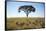 Acacia Tree, Makgadikgadi Pan, Botswana-Paul Souders-Framed Stretched Canvas