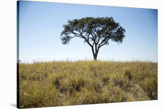 Acacia Tree, Makgadikgadi Pan, Botswana-Paul Souders-Stretched Canvas