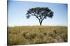 Acacia Tree, Makgadikgadi Pan, Botswana-Paul Souders-Stretched Canvas