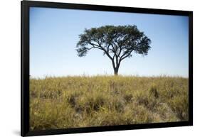 Acacia Tree, Makgadikgadi Pan, Botswana-Paul Souders-Framed Photographic Print