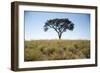 Acacia Tree, Makgadikgadi Pan, Botswana-Paul Souders-Framed Photographic Print