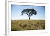 Acacia Tree, Makgadikgadi Pan, Botswana-Paul Souders-Framed Photographic Print