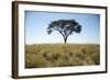 Acacia Tree, Makgadikgadi Pan, Botswana-Paul Souders-Framed Photographic Print