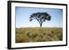 Acacia Tree, Makgadikgadi Pan, Botswana-Paul Souders-Framed Photographic Print