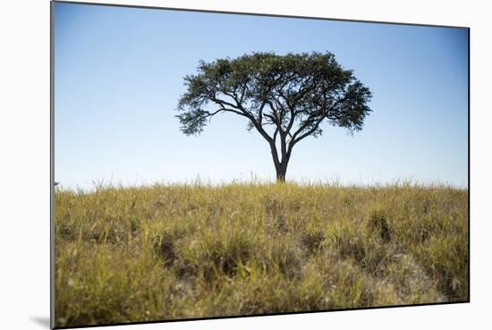 Acacia Tree, Makgadikgadi Pan, Botswana-Paul Souders-Mounted Photographic Print